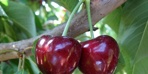 Detaljan opis sorte trešnje volovsko srce